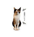 三毛猫ペロのスタンプ（個別スタンプ：1）