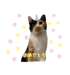 三毛猫ペロのスタンプ（個別スタンプ：2）