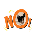三毛猫ペロのスタンプ（個別スタンプ：3）