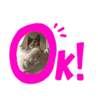 三毛猫ペロのスタンプ（個別スタンプ：4）