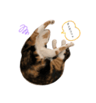 三毛猫ペロのスタンプ（個別スタンプ：5）