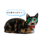 三毛猫ペロのスタンプ（個別スタンプ：6）