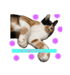 三毛猫ペロのスタンプ（個別スタンプ：7）
