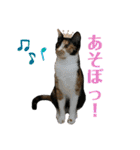 三毛猫ペロのスタンプ（個別スタンプ：10）