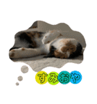 三毛猫ペロのスタンプ（個別スタンプ：14）
