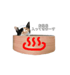 三毛猫ペロのスタンプ（個別スタンプ：15）