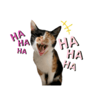 三毛猫ペロのスタンプ（個別スタンプ：16）