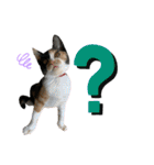 三毛猫ペロのスタンプ（個別スタンプ：19）