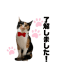 三毛猫ペロのスタンプ（個別スタンプ：21）