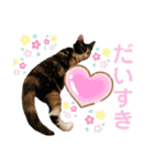 三毛猫ペロのスタンプ（個別スタンプ：24）