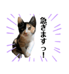 三毛猫ペロのスタンプ（個別スタンプ：32）
