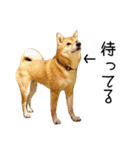 柴犬のあずきちゃん（個別スタンプ：1）