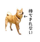 柴犬のあずきちゃん（個別スタンプ：2）