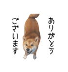 柴犬のあずきちゃん（個別スタンプ：5）