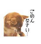 柴犬のあずきちゃん（個別スタンプ：6）