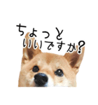 柴犬のあずきちゃん（個別スタンプ：8）