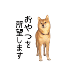 柴犬のあずきちゃん（個別スタンプ：10）