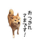 柴犬のあずきちゃん（個別スタンプ：11）