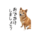 柴犬のあずきちゃん（個別スタンプ：14）