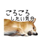 柴犬のあずきちゃん（個別スタンプ：17）