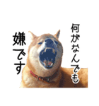 柴犬のあずきちゃん（個別スタンプ：25）