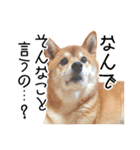 柴犬のあずきちゃん（個別スタンプ：30）