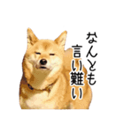 柴犬のあずきちゃん（個別スタンプ：33）