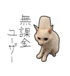【オタ活】猫スタンプ（個別スタンプ：1）