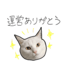 【オタ活】猫スタンプ（個別スタンプ：3）