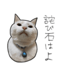 【オタ活】猫スタンプ（個別スタンプ：4）