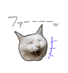 【オタ活】猫スタンプ（個別スタンプ：5）