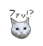 【オタ活】猫スタンプ（個別スタンプ：6）