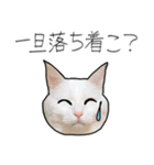 【オタ活】猫スタンプ（個別スタンプ：7）
