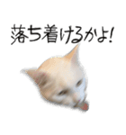 【オタ活】猫スタンプ（個別スタンプ：8）