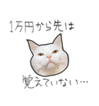 【オタ活】猫スタンプ（個別スタンプ：9）