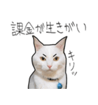 【オタ活】猫スタンプ（個別スタンプ：10）