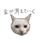 【オタ活】猫スタンプ（個別スタンプ：12）