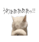 【オタ活】猫スタンプ（個別スタンプ：14）