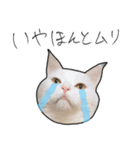 【オタ活】猫スタンプ（個別スタンプ：17）