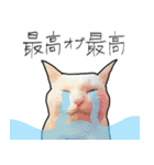 【オタ活】猫スタンプ（個別スタンプ：19）