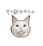 【オタ活】猫スタンプ（個別スタンプ：25）