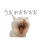 【オタ活】猫スタンプ（個別スタンプ：27）
