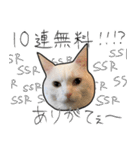 【オタ活】猫スタンプ（個別スタンプ：29）