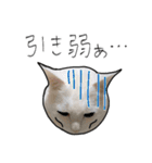 【オタ活】猫スタンプ（個別スタンプ：30）