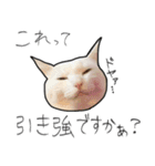 【オタ活】猫スタンプ（個別スタンプ：31）