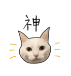 【オタ活】猫スタンプ（個別スタンプ：33）