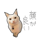 【オタ活】猫スタンプ（個別スタンプ：34）