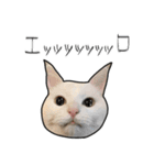 【オタ活】猫スタンプ（個別スタンプ：36）