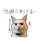 【オタ活】猫スタンプ（個別スタンプ：37）