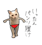 【オタ活】猫スタンプ（個別スタンプ：39）
